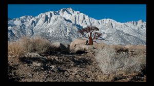 Alabama Hills Rusty Tree